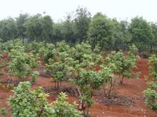 腾博汇游戏官网·(中国)专业服务,诚信为本