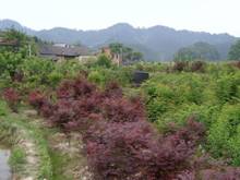 腾博汇游戏官网·(中国)专业服务,诚信为本